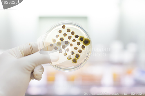 Image of Scientist growing bacteria in petri dishes on agar gel as a part of scientific experiment.