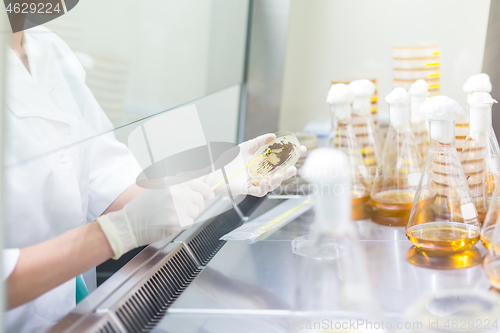 Image of Female scientist working with bacteria in laminar flow at corona virus vaccine development laboratory research facility.