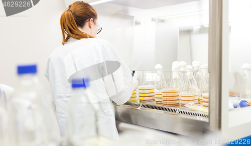 Image of Female scientist working with bacteria in laminar flow at corona virus vaccine development laboratory research facility.