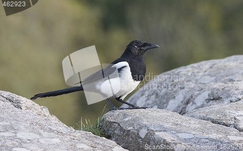 Image of Magpie