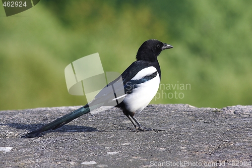 Image of Magpie