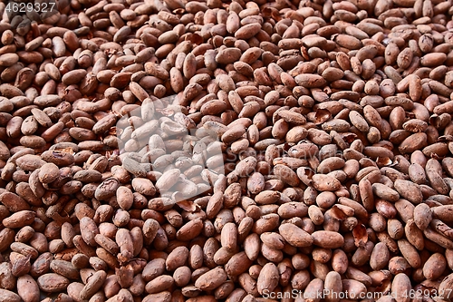 Image of Cocoa beans picked by hand