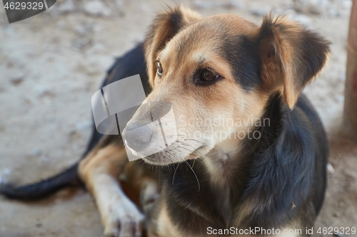 Image of Dog sitting in the dust