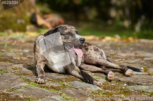 Image of Dog panting heavily in heat