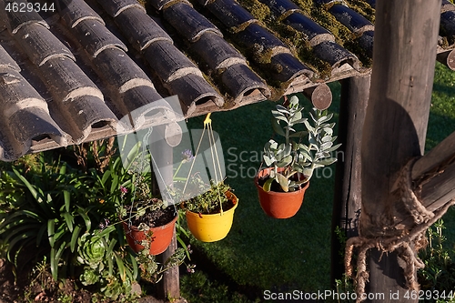 Image of Flower pots and plants on a backyard terrace