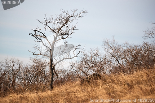 Image of Leafless bare tree on a hill in autumn