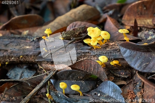 Image of Mushroom growing in the forest