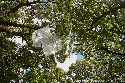 Image of Forest looking up