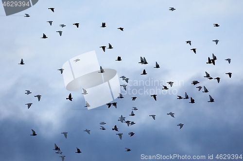 Image of Birds flying in cloudy sky