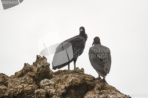 Image of Black vultures on a cliff