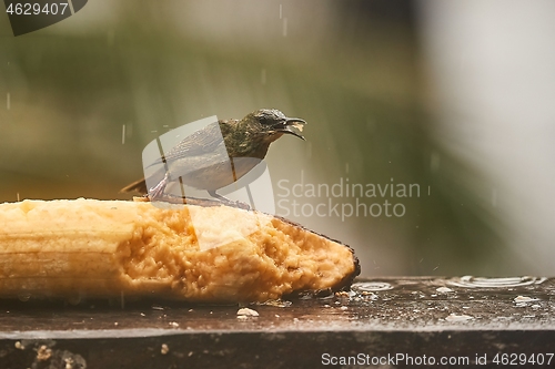 Image of Small tropical bird in a rainforest, red-legged honeycreeper