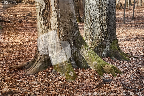 Image of Tree Trunk in autumn