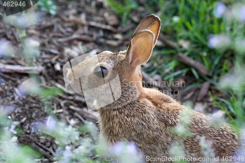 Image of Wild Hare