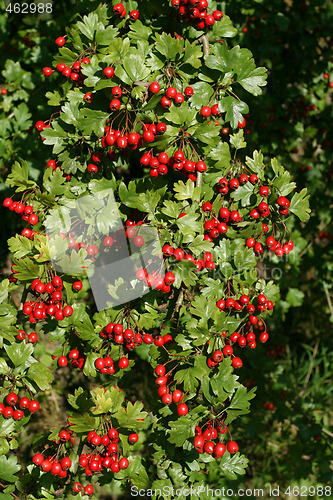 Image of Hawthorne fruits