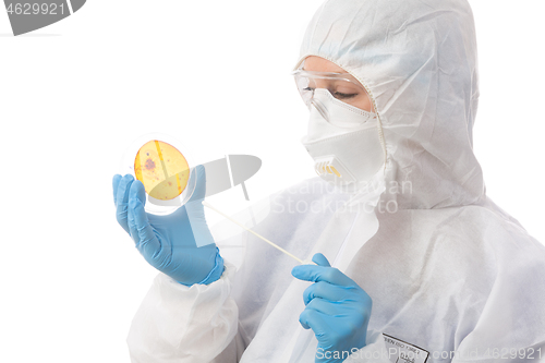 Image of Laboratory scientist cultivating virus or bacteria on Petri dish