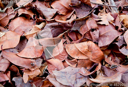 Image of Dried leaves