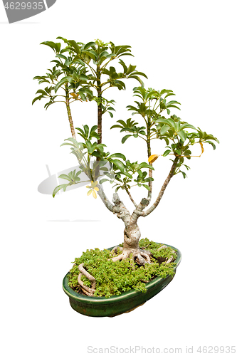 Image of Bonsai plant