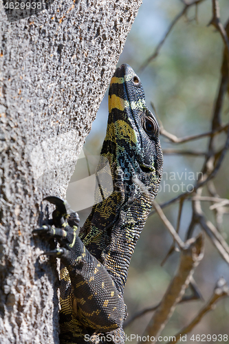 Image of Goanna lizard climbing a tree 