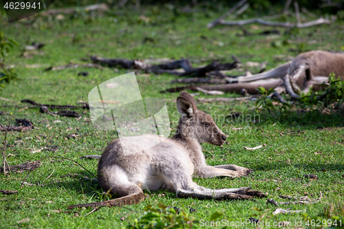 Image of Kangaroo having a rest in a grassy area of bush land