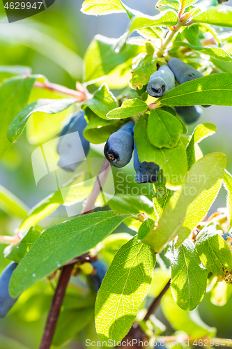 Image of Honeysuckle berries at branch  - Lonicera kamtschatica
