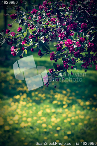 Image of Pink tree blossom and dandelion lawn