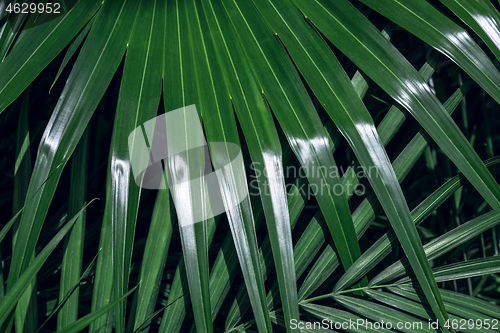 Image of Bright green palm leaf