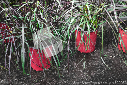Image of Beautiful ornamental grass in red pots