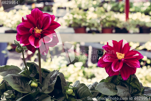 Image of Dark red dahlias at the floral market