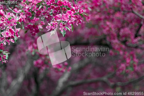 Image of Vibrant pink blossoming spring garden