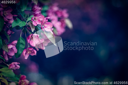 Image of Purple blossom in the dark spring garden