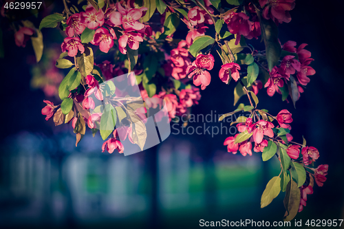 Image of Pink apple tree blossom at sunset