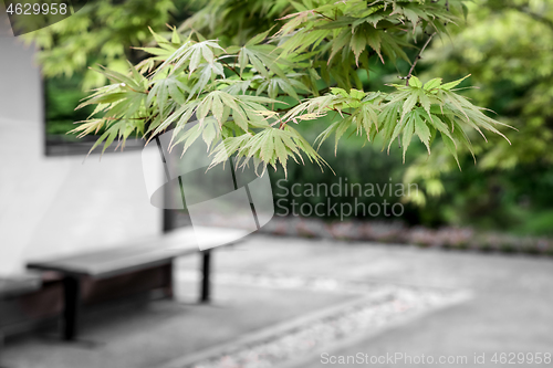 Image of Japanese maple trees and a bench