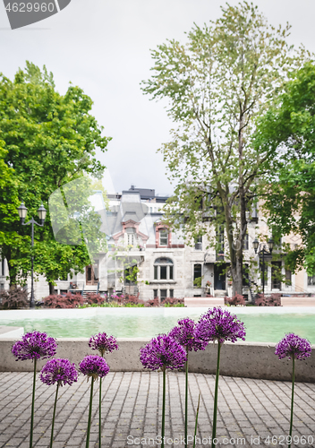 Image of Purple Allium flowers in a city park