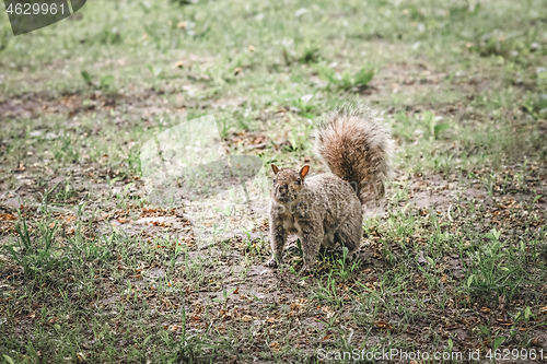 Image of Squirrel in a city park