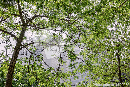 Image of Modern office buildings seen through green leaves