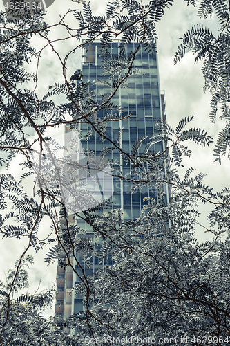 Image of Teal colored skyscraper seen through the leaves