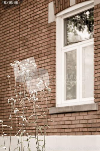 Image of White blooming plant in front of a brick house