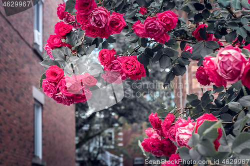 Image of Flaming red roses blooming in front of brick buildings