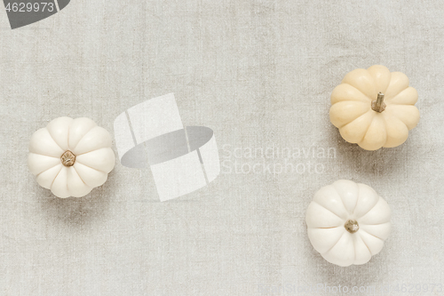 Image of White Baby Boo pumpkins on canvas background
