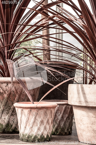 Image of Ornamental plants in pink clay pots