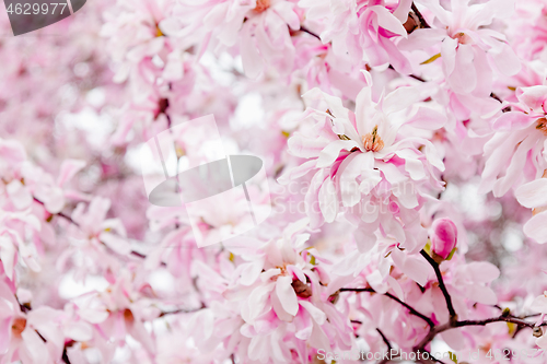 Image of Delicate pink magnolia flowers