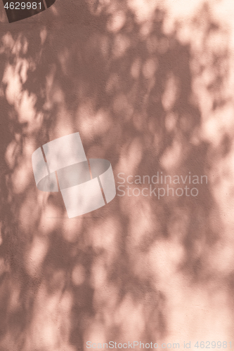Image of Shadow of leaves on a pink wall