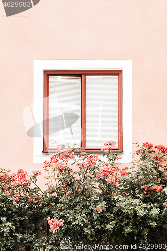 Image of Flowers decorating window of a pink building