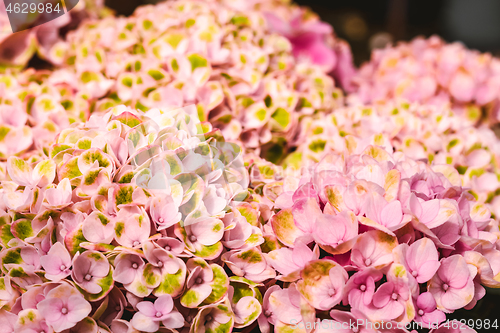 Image of Bright pink hortensia flowers