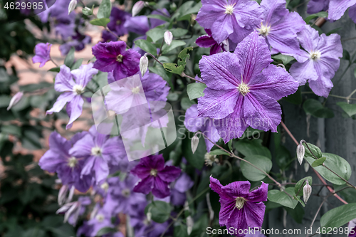 Image of Purple clematis flowers