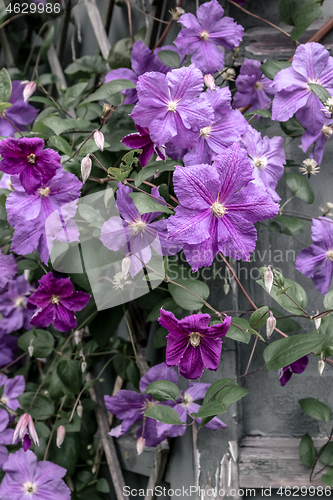 Image of Purple clematis blossom