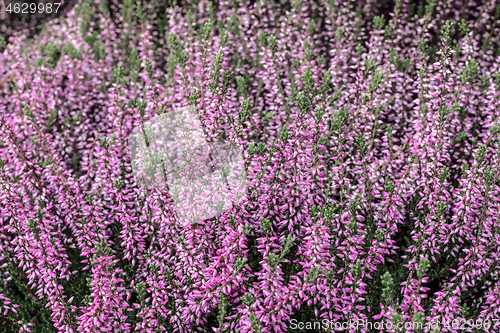 Image of Blooming wild heather