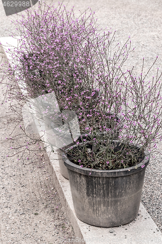 Image of Big pots with purple blooming plants