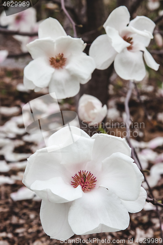 Image of White magnolia flowers in spring