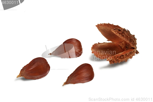 Image of Nuts of Common Beech